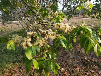 Flowering plants and trees on field