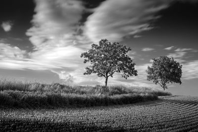 Tree on field against sky