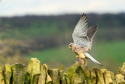 Male kestrel, falco tinnunculus, perched on a dry stone wall