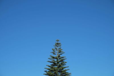 Tree against clear sky