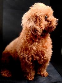 Close-up of dog looking away