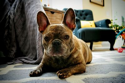 Close-up portrait of a dog