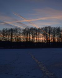 Bare trees on snow covered landscape