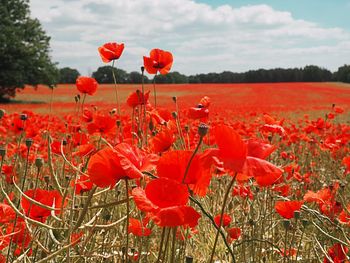 Close-up of red poppy flowers on field against sky