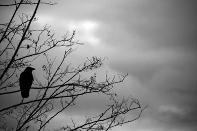 Low angle view of silhouette bird perching on bare tree against sky