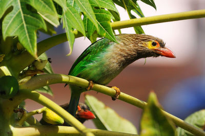 Close-up of bird perching on branch