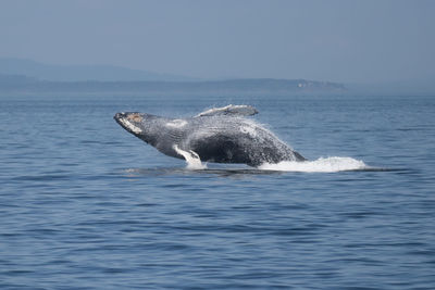 Humpback breach