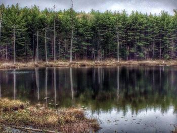 Reflection of trees in lake