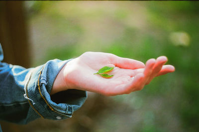 Close-up of hand holding small leaf