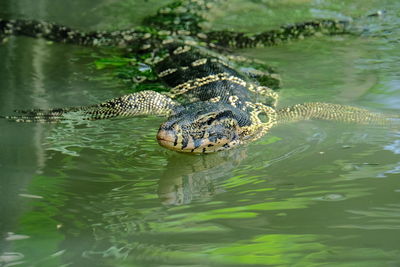 High angle view of turtle swimming in lake