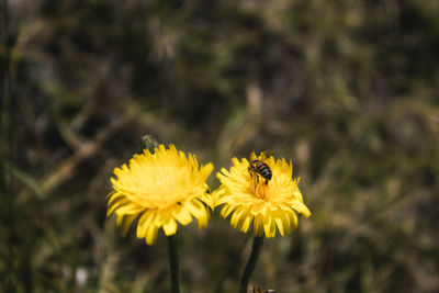 Close-up of bee on yellow flower