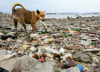 Dog standing on beach