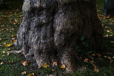 Close-up of tree trunk in forest