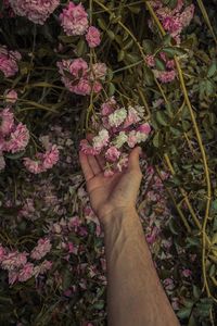 Cropped hand of man touching pink flowering plants