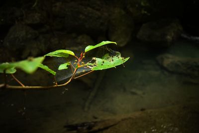 Close-up of insect on plant