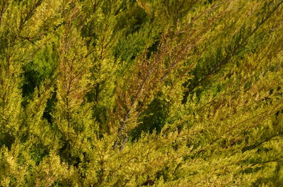 Pine trees in forest