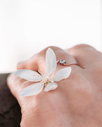 Close-up of hand holding flower over white background