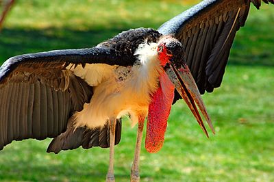 Close-up of owl perching on grass