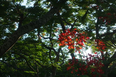 Low angle view of flowering trees in forest