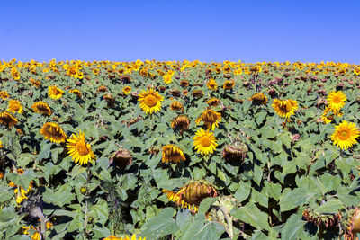 Low angle view of sunflower field against clear sky