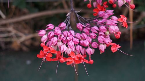 Close-up of pink flowers