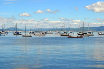 Sailboats moored in marina