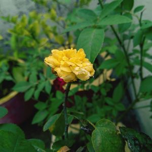 Close-up of yellow flowering plant