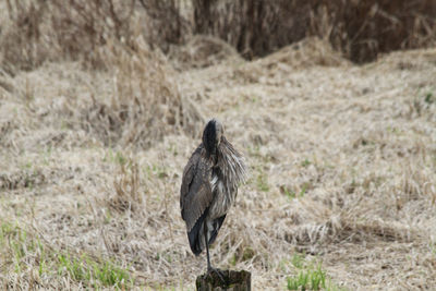 A heron standing on a post