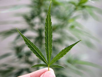 Close-up of hand holding plant