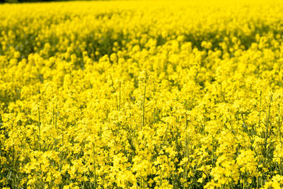 Scenic view of oilseed rape field