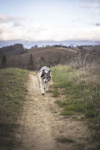 A border collie comes running over a dirtroad between the fields