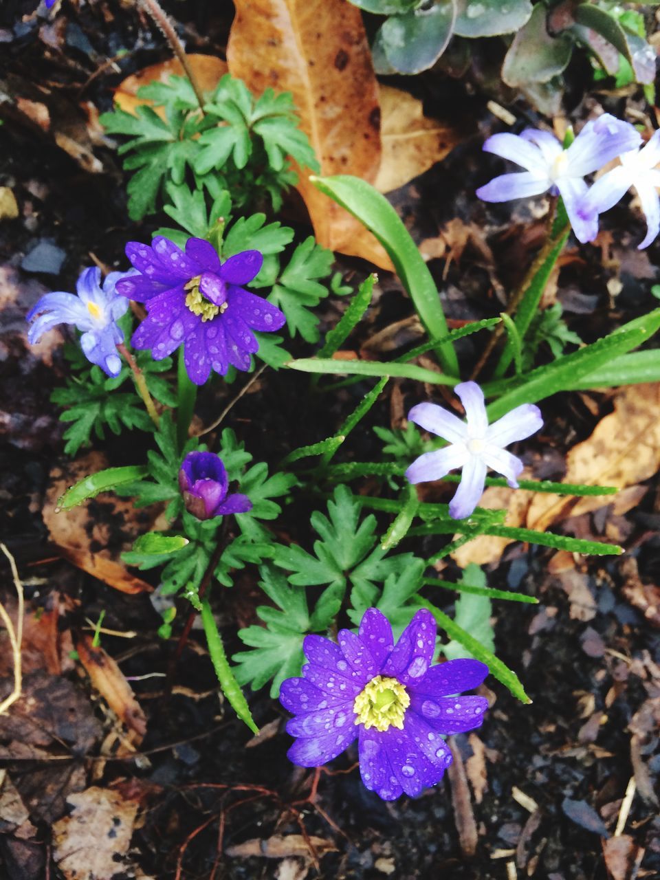 flower, petal, freshness, fragility, purple, growth, flower head, high angle view, beauty in nature, plant, leaf, blooming, nature, in bloom, close-up, field, botany, outdoors, springtime, no people