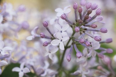 Close-up of pink flowers