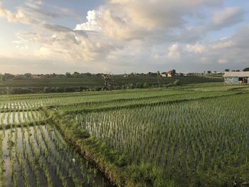 Scenic view of agricultural field against sky