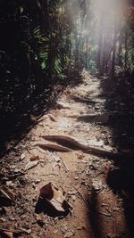 Sunlight falling on leaves in forest