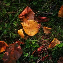 High angle view of dry maple leaves on field