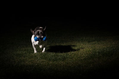 Dog running on field at night