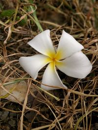 High angle view of white flower blooming on field