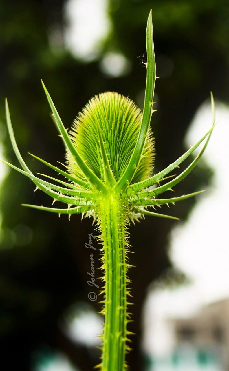 CLOSE-UP OF SPIKED PLANT