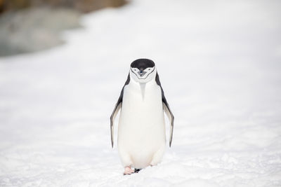 Penguin perching on snowy field