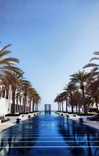 Palm trees in swimming pool against clear blue sky