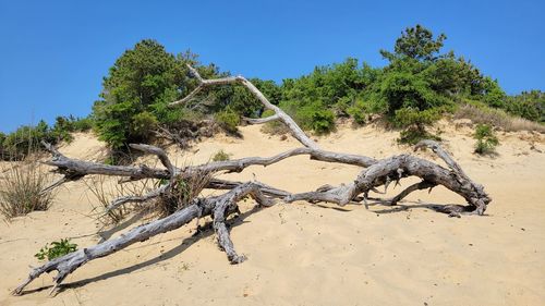 Dead tree on sand against clear sky