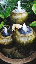 Fountain and plants growing in garden