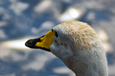 Close-up of a bird