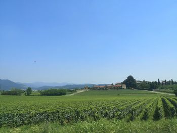 Scenic view of agricultural field against clear sky