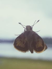 Close-up of insect on water