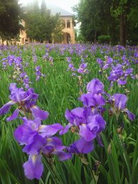 Close-up of purple flowers