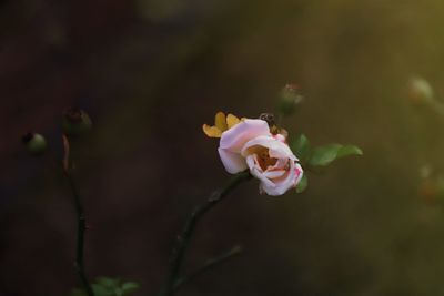 Close-up of pink rose blooming outdoors