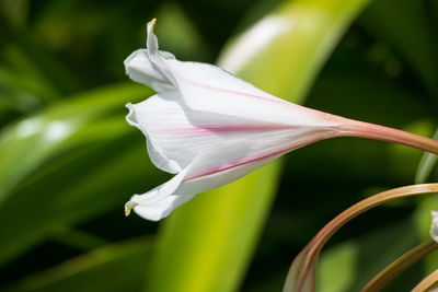 Close-up of white flower blooming outdoors
