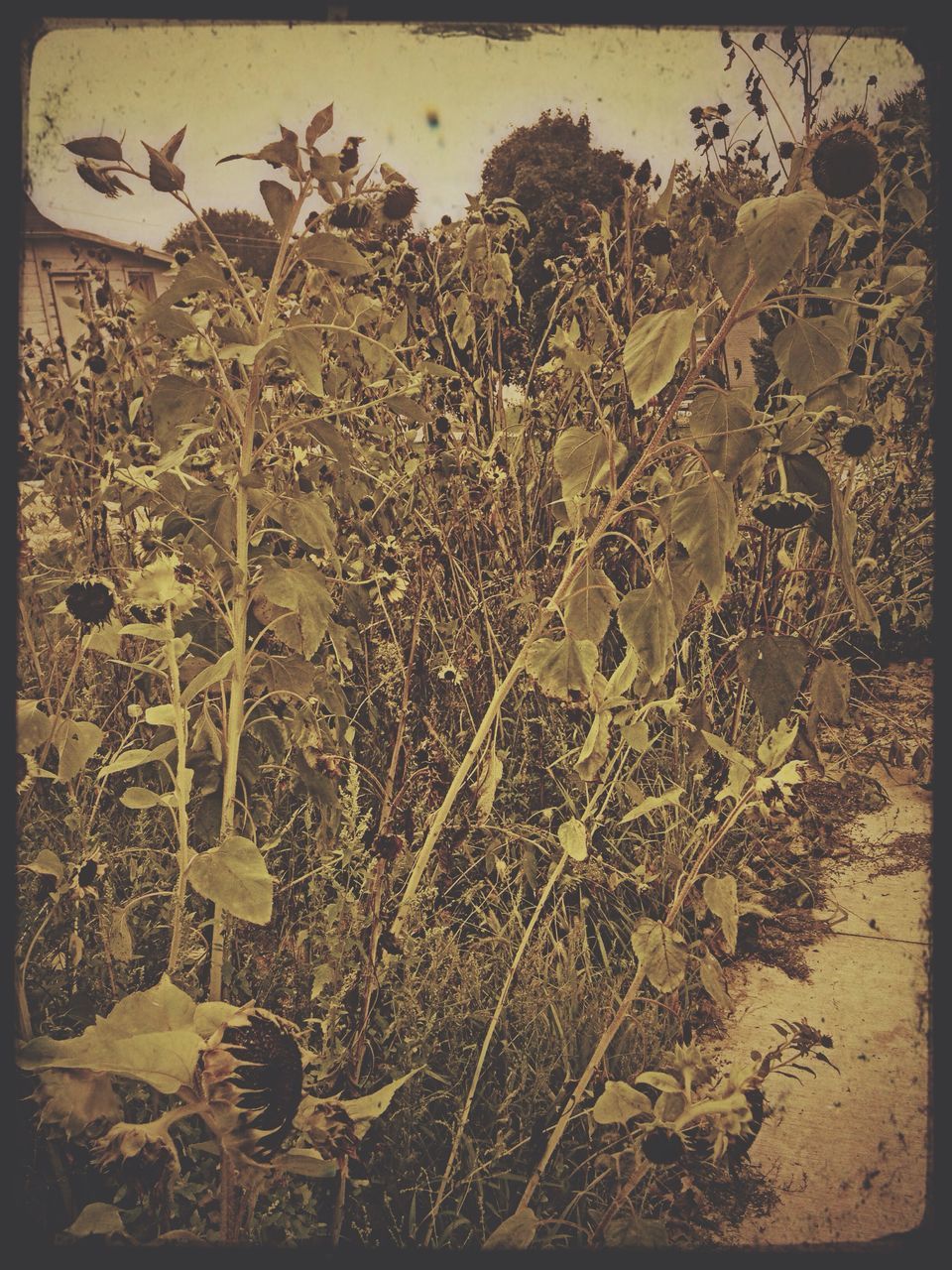 transfer print, auto post production filter, wall - building feature, plant, high angle view, close-up, no people, growth, day, outdoors, dry, nature, messy, sunlight, abandoned, old, damaged, wall, textured, leaf